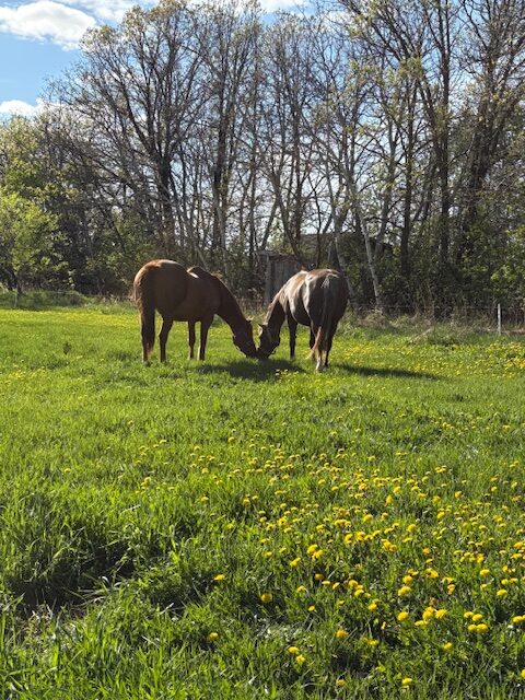 Grace Point Equine horses Grace Point Equine horses