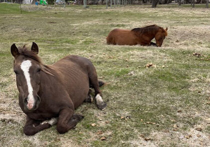 Grace Point Equine Horses laying down GracePoint Equine Horses laying down